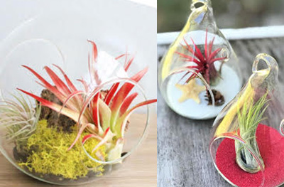 Air Plants in the Party Pros East Coast catalog