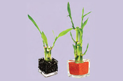 Bamboo Plants in the Party Pros East Coast catalog